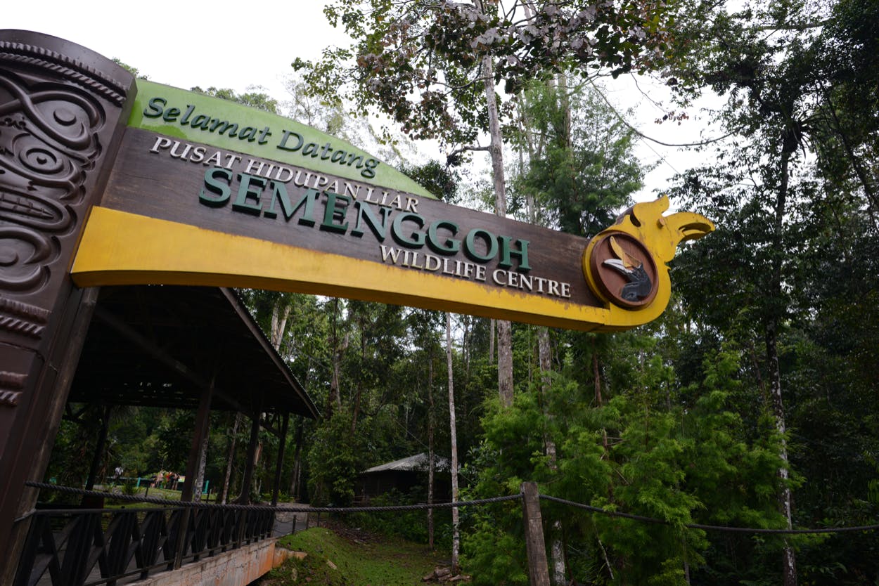 Semenggoh wildlife center half day tour from Kuching Musement