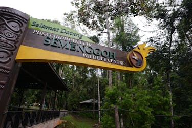 Excursão de meio dia ao centro de vida selvagem de Semenggoh saindo de Kuching