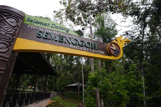 Excursão de meio dia ao centro de vida selvagem de Semenggoh saindo de Kuching