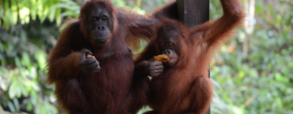 Semenggoh Wildlife Centre