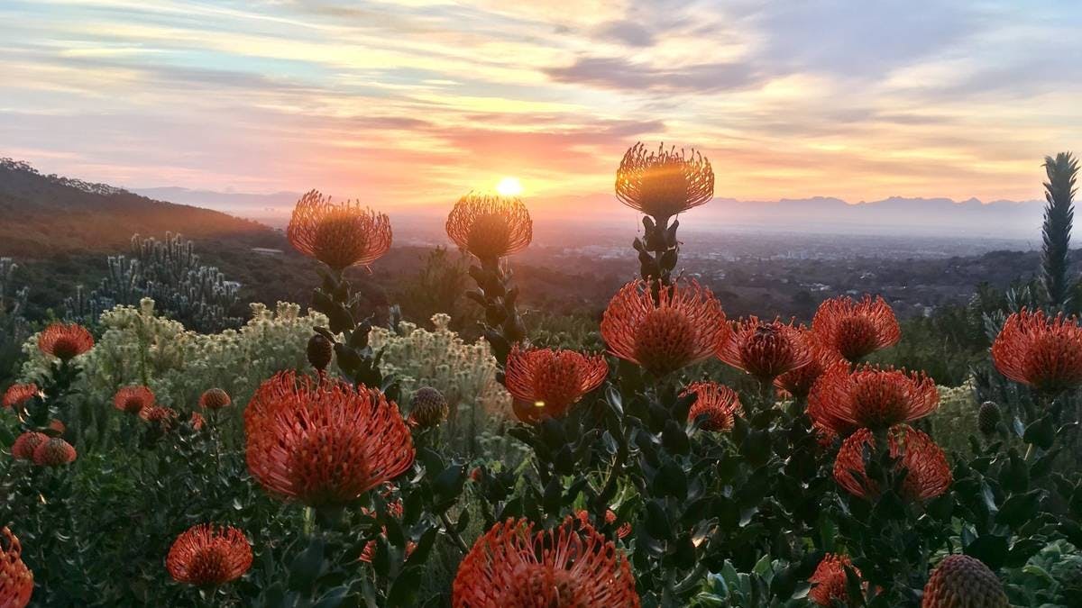 Tafelberg Kaapstad 5 uur durende wandeling langs de Kasteelpoortroute