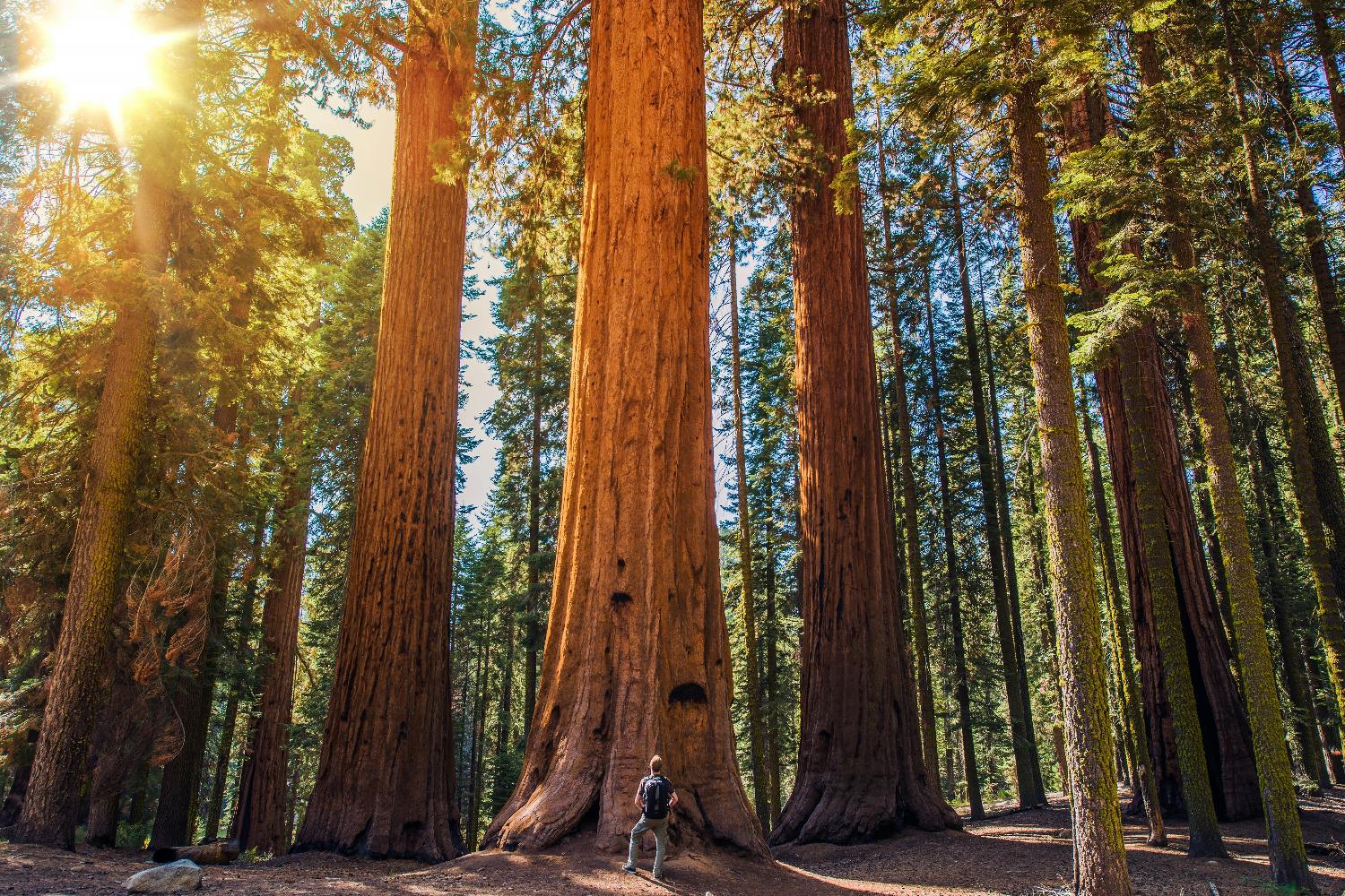 Tour audio di guida autoguidato del Sequoia e del Kings Canyon National Park