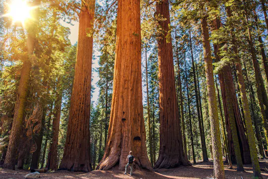 Audioguía en coche por el Parque Nacional de Sequoia y Kings Canyon