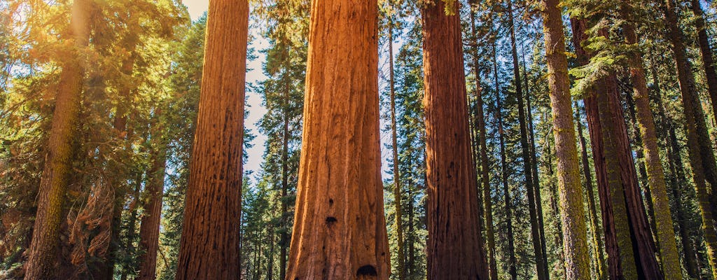 Visite audio-guidée en voiture du parc national de Sequoia et de Kings Canyon