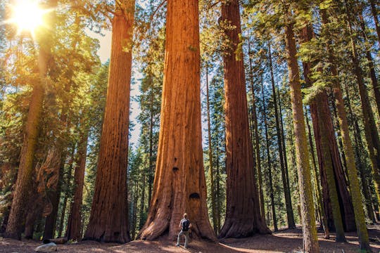 Excursão autoguiada ao Parque Nacional Sequoia e Kings Canyon