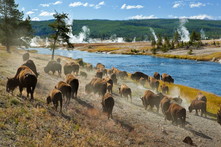 Yellowstone national park self-driving audio tour