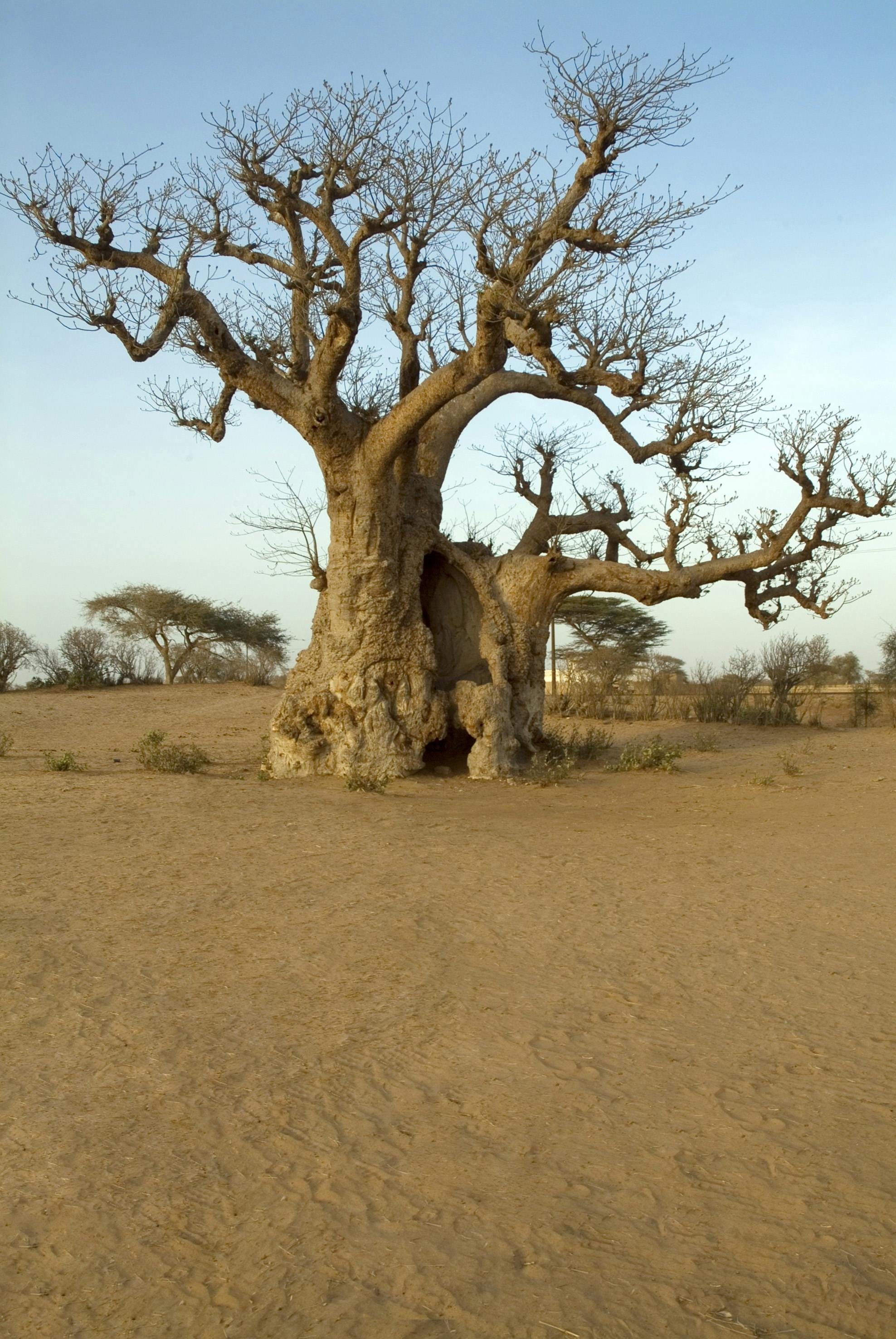 Visite guidée d'une journée complète du bush et du delta du Saloum au départ de Pointe Sarène