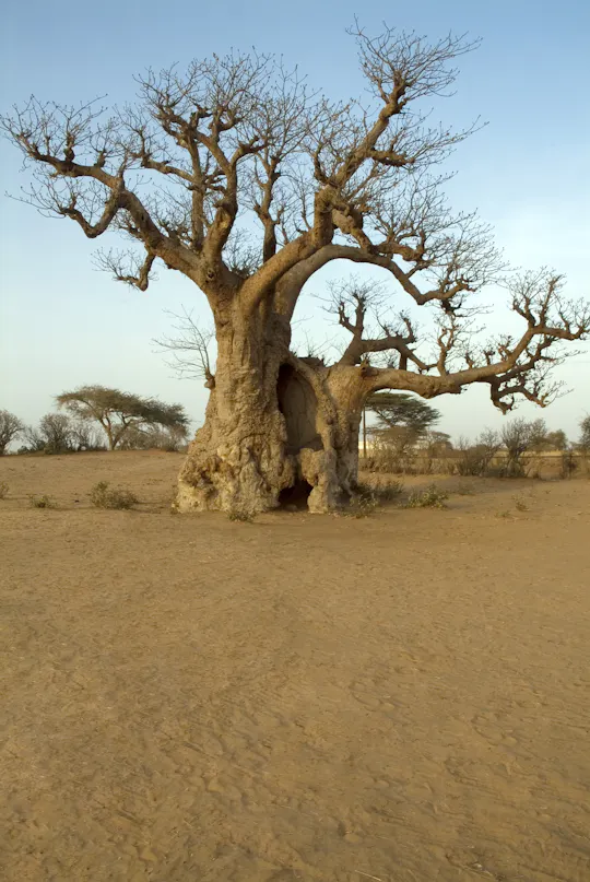 Ganztägige geführte Tour durch Busch und Saloum-Delta ab Pointe Sarène