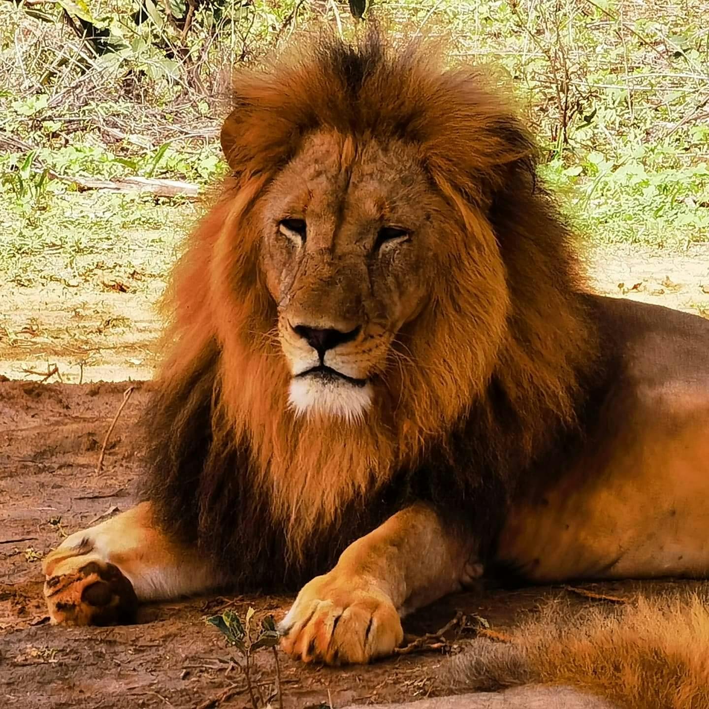 Safari Bandia et visite guidée d'une demi-journée des lions au départ de Pointe Sarène