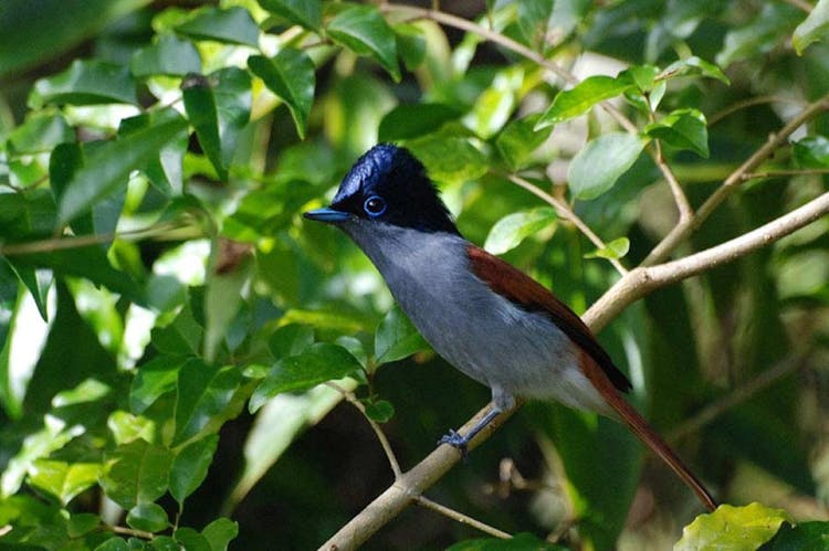 Mauritius Ebony Forest and bird watching tour