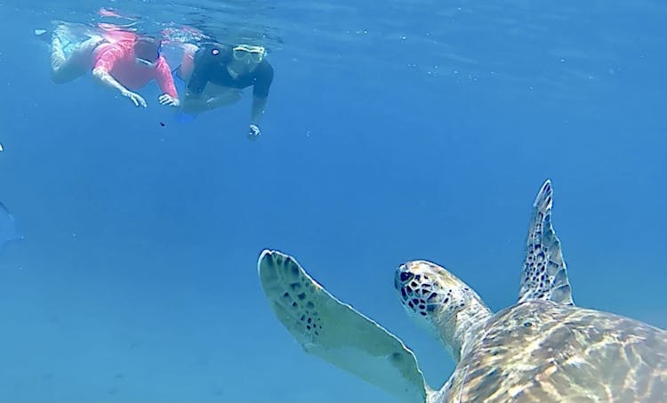 Full-day hiking and snorkeling with turtles tour in São Pedro