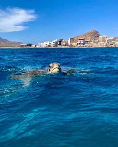 Full-day hiking and snorkeling with turtles tour in São Pedro