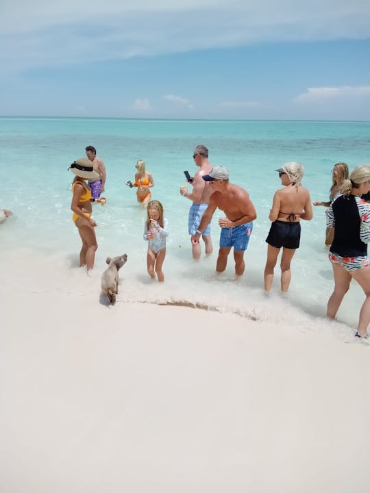 Nassau-zwemmende varkens groepsreis