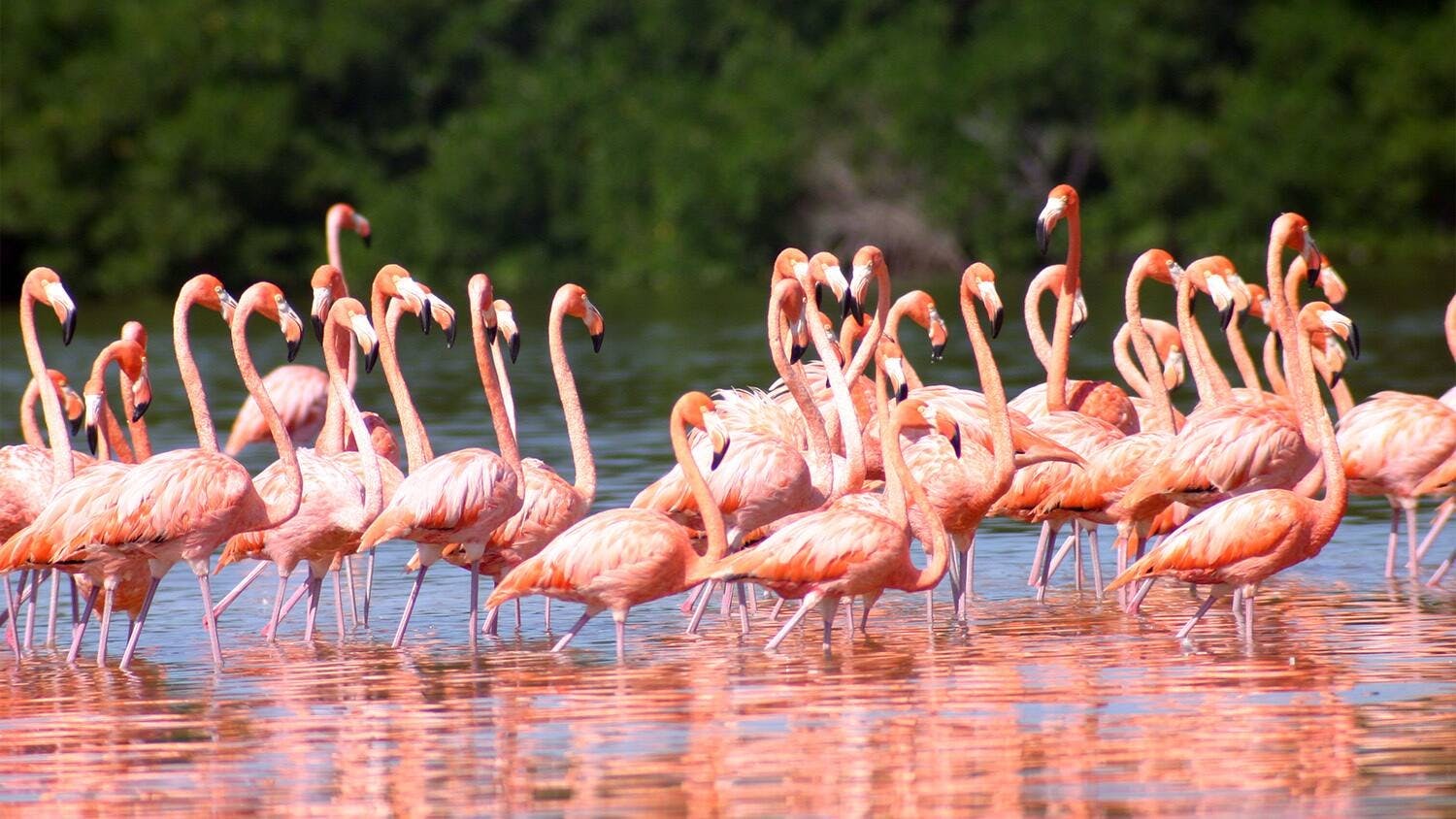 Tour of Valladolid with Crocodile Sanctuary and Salt Pans