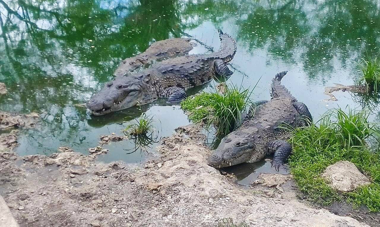 Tour of Valladolid with Crocodile Sanctuary and Salt Pans