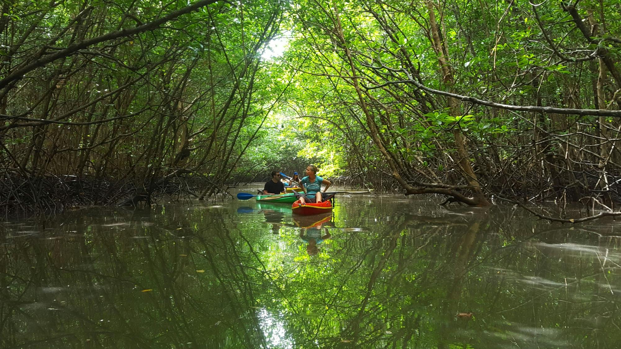 Half Day Khao Lak Mangrove Explorers