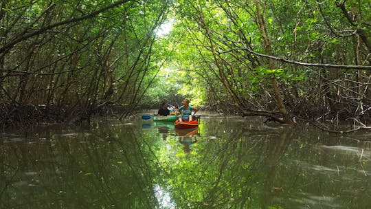 Halve dag Khao Lak Mangrove Explorers