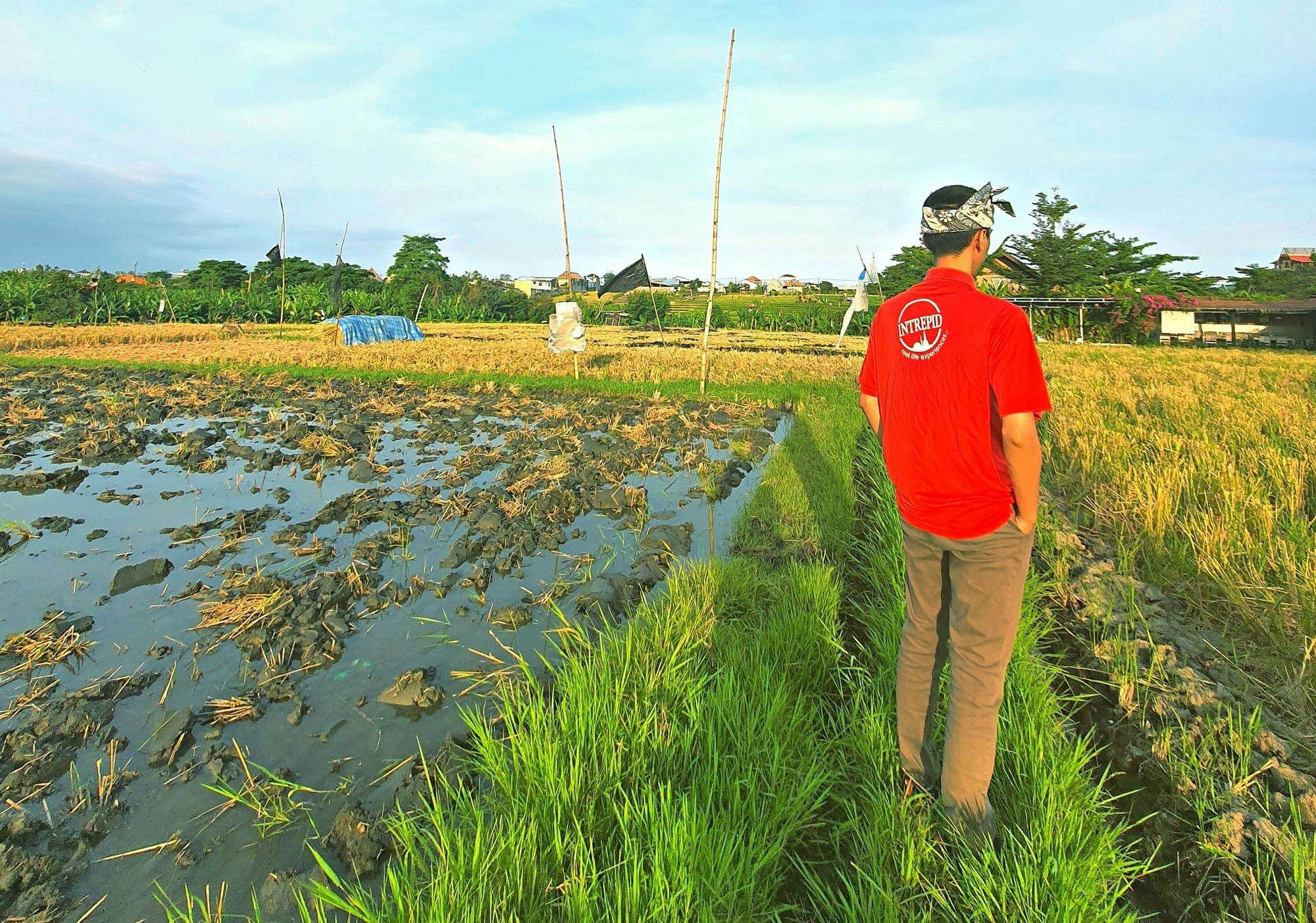 Ukryte tarasy ryżowe na Bali