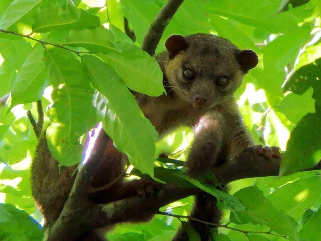 Tenorio Volcano National Park Hiking Tour with Sloth Encounter