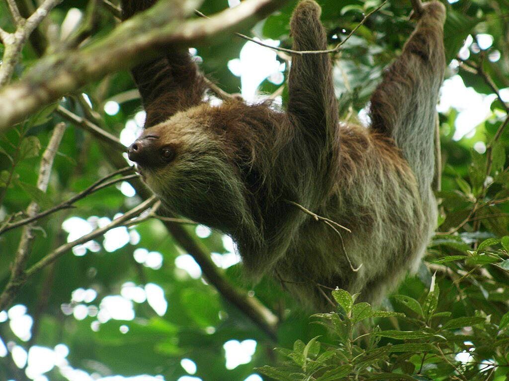 Tenorio Volcano National Park Hiking Tour with Sloth Encounter