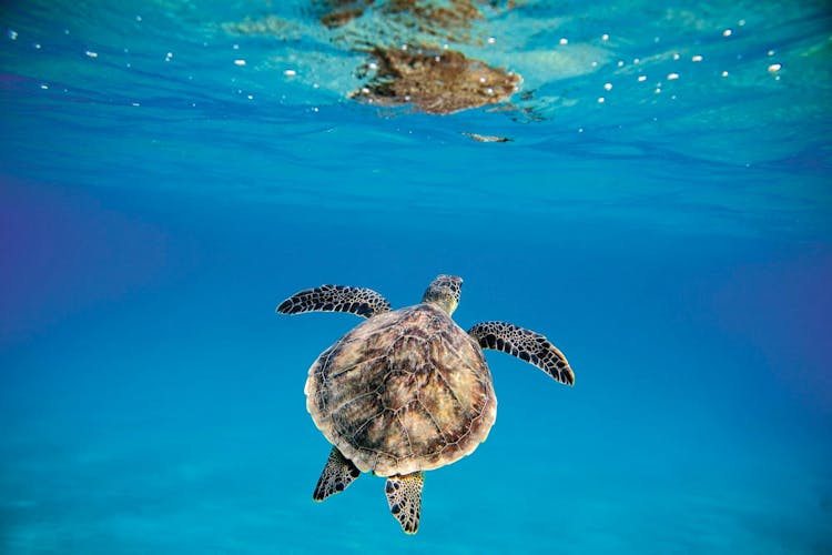 Snorkelling Tour in the South of Fuerteventura