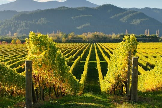 Bodbe-Kloster, Sighnaghi und Telavi-Weintour ab Tiflis