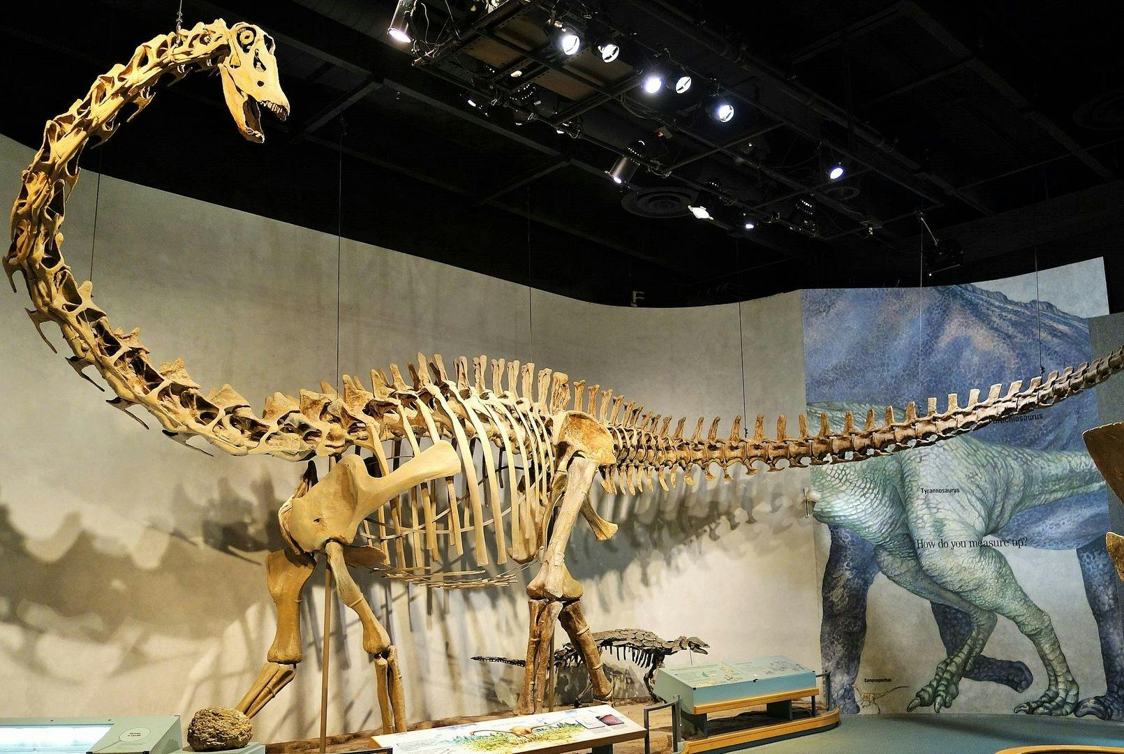 Denver Museum of Nature and Science ticket and audio tour Musement