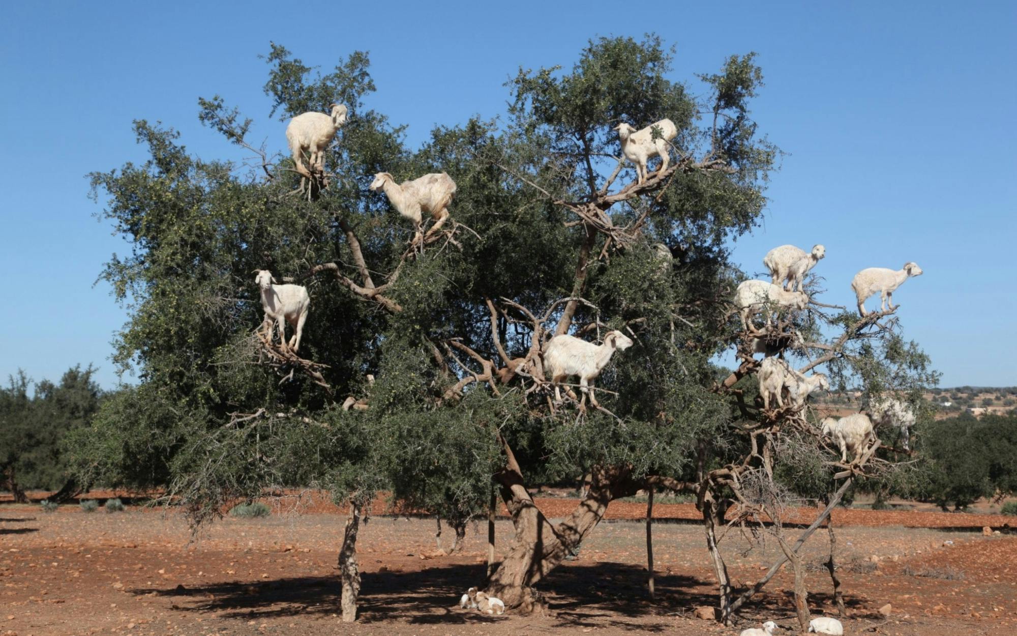 Kozy na wycieczce na drzewa z Agadiru