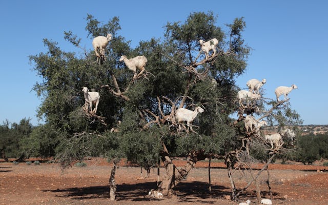 Cabras en el viaje del árbol desde Agadir
