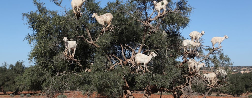 Ziegen auf der Baumreise von Agadir