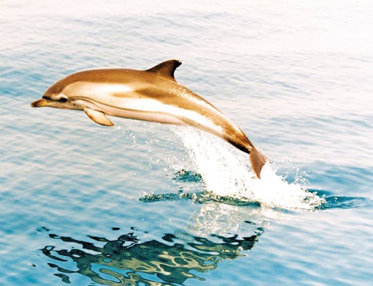 Excursión de un día a Gibraltar con avistamiento de delfines y visita al Peñón
