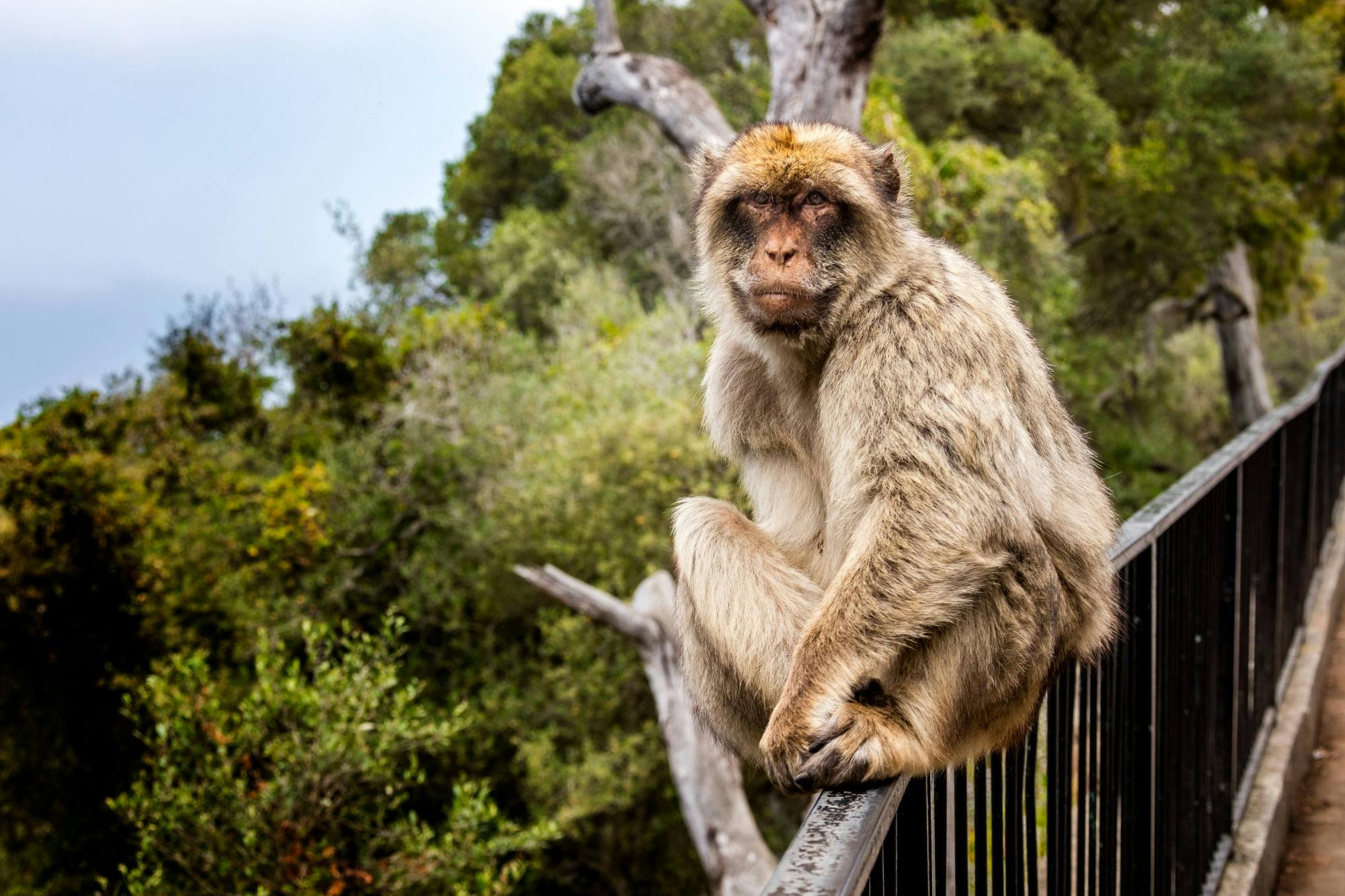 Gibraltar Day Trip with Dolphin Watching Boat Tour & Rock Visit