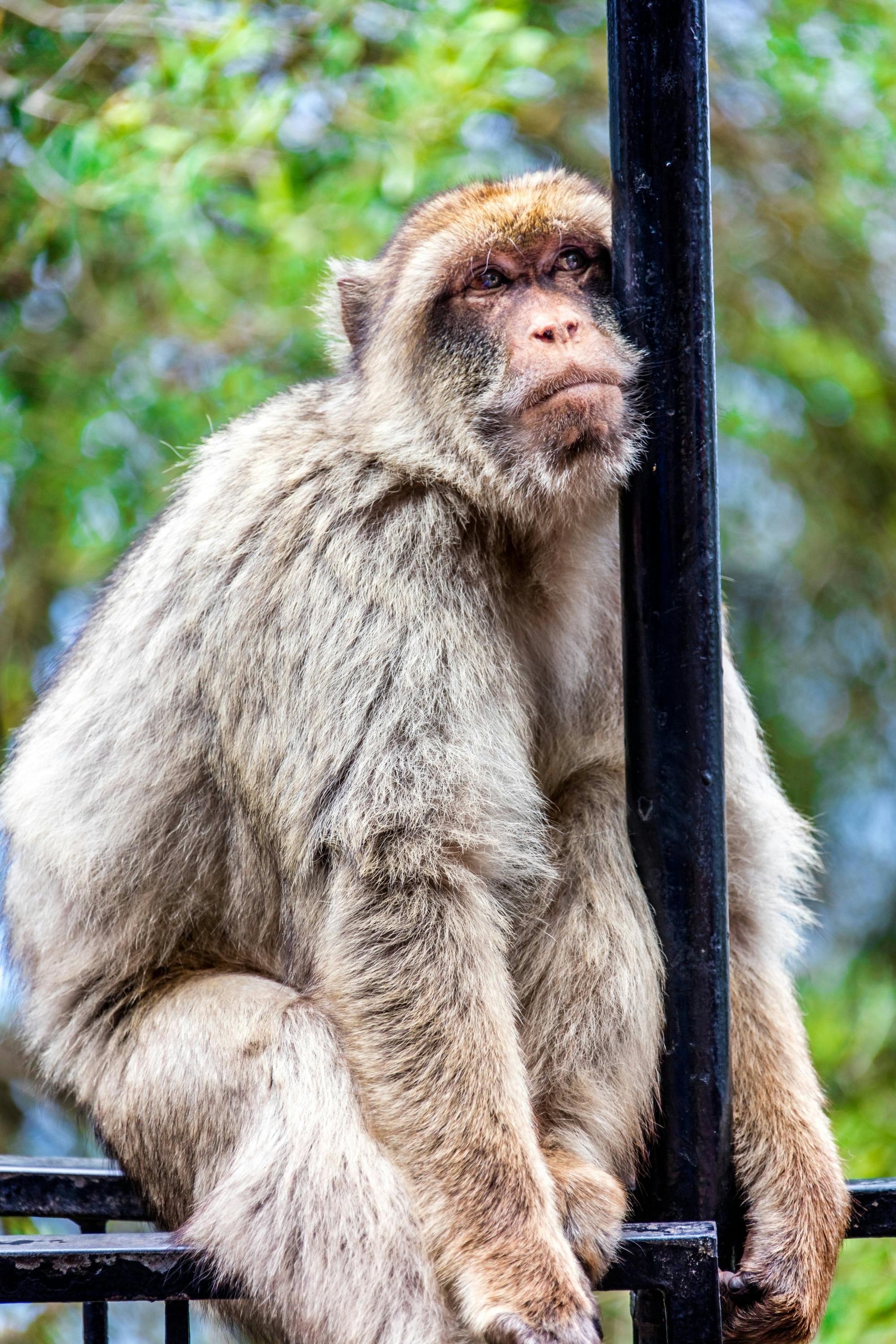 Gibraltar Day Trip with Dolphin Watching Boat Tour & Rock Visit