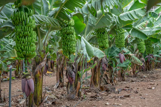 Visita guiada al mundo del plátano en Gran Canaria