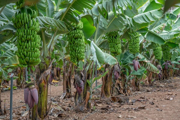 Visita Guiada al Mundo Banana en Gran Canaria
