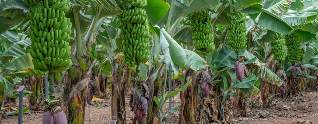 Banana World Guided Tour in Gran Canaria