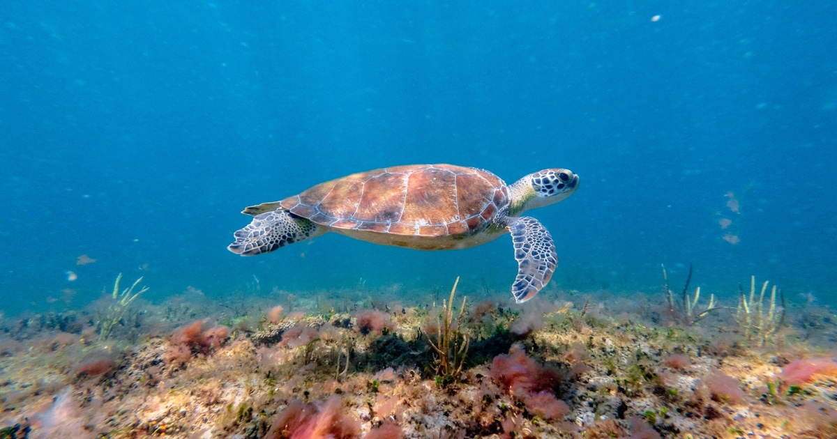 Clearwater Marine Aquarium Tickets & Tours Clearwater Marine Aquarium Tickets & Tours