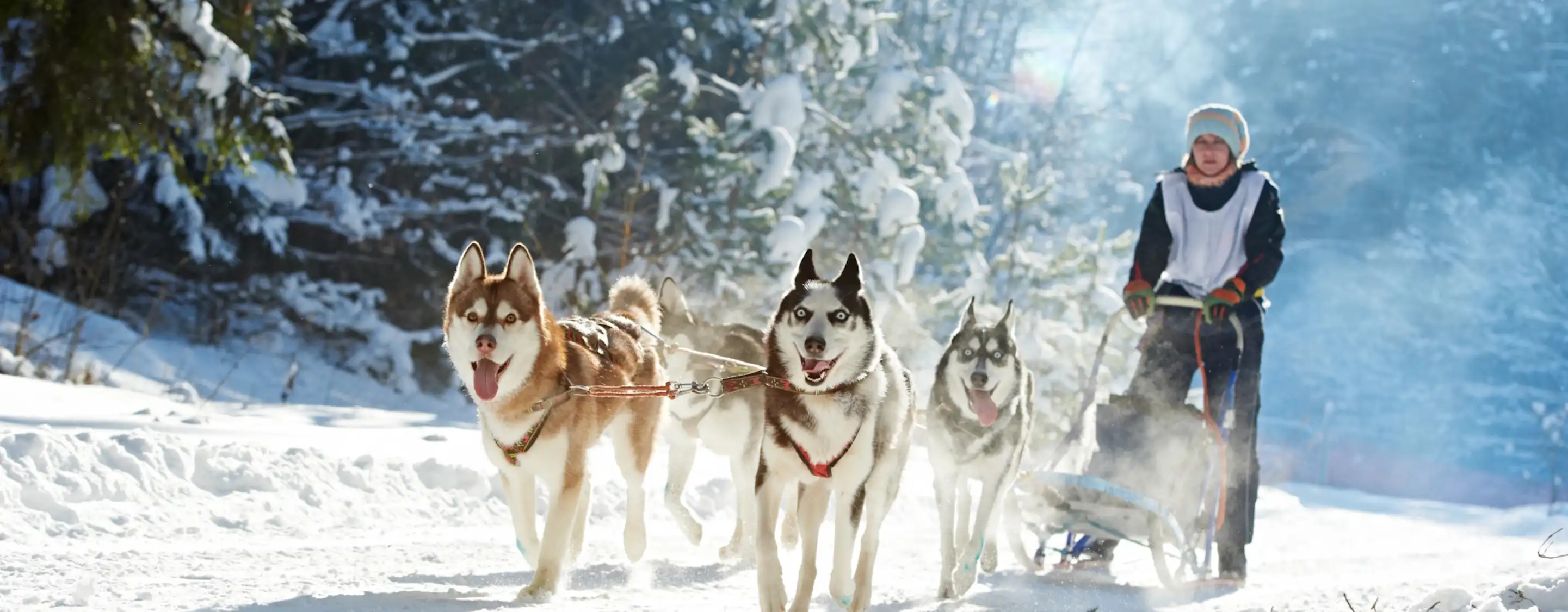 Meet Huskies in Levi