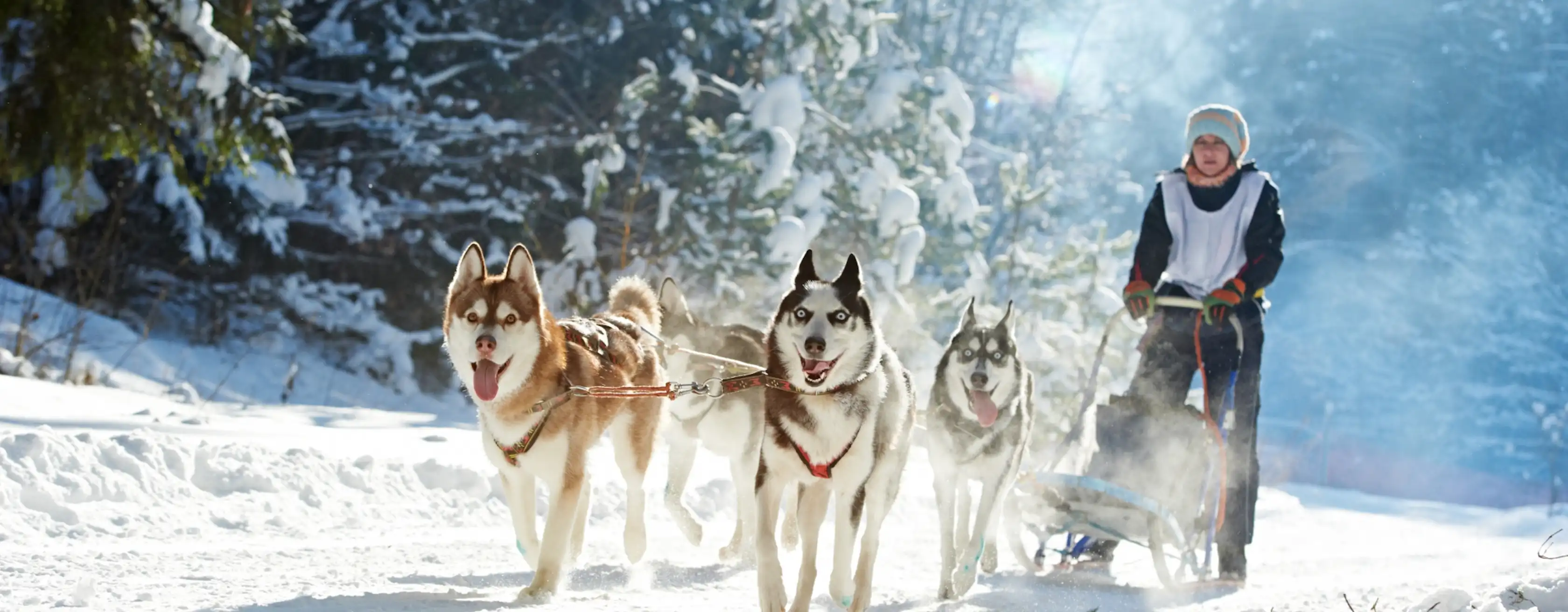 Meet Huskies in Levi: entradas y tours