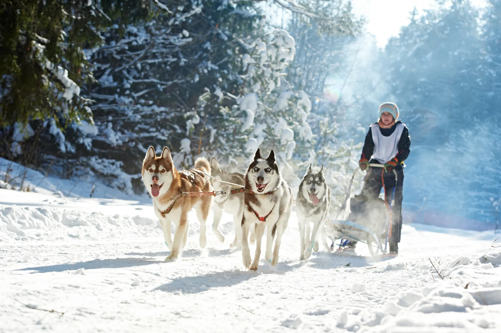 Meet Huskies in Levi