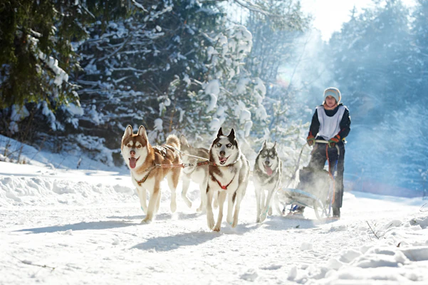 Meet Huskies in Levi
