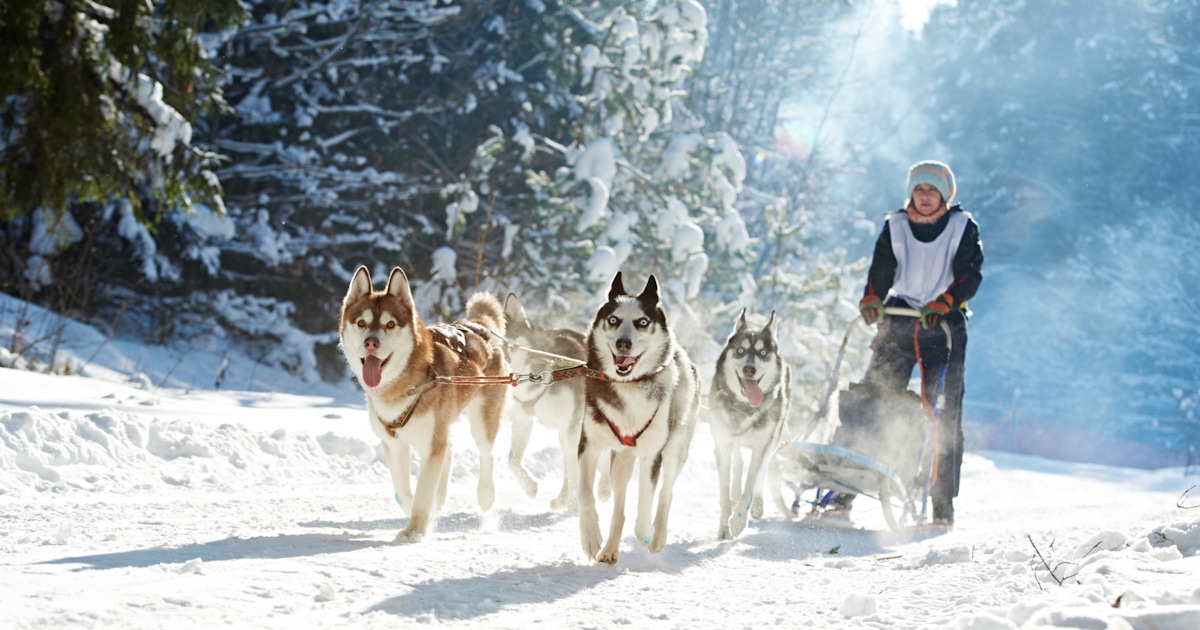Meet Huskies in Levi tours & tickets