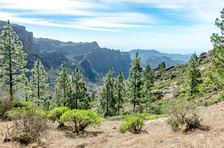 Private Tour of Gran Canaria Highlights with Aloe Vera Plantation