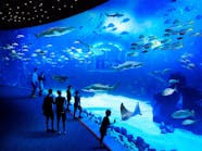 Poema Del Mar Aquarium Visit And Guayadeque Canyon Tour Musement