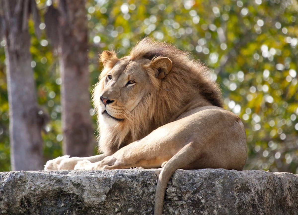 Pafos Zoo Visit & Blue Lagoon Cruise with Local Guide