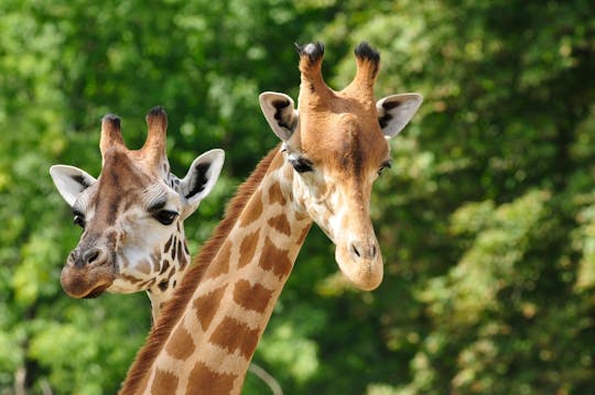 Visita ao Zoológico de Pafos e Cruzeiro na Lagoa Azul com Guia Local