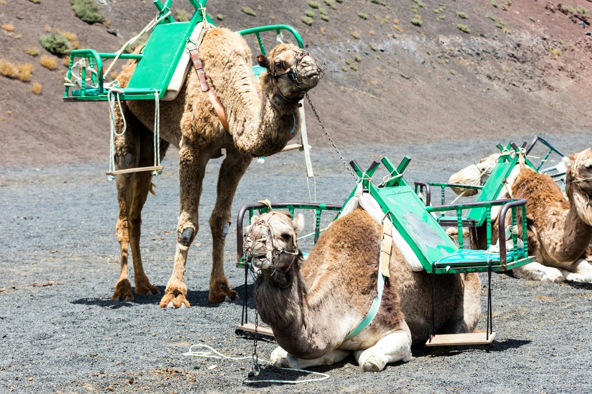 Camel Ride and Minivan Tour at Timanfaya National Park