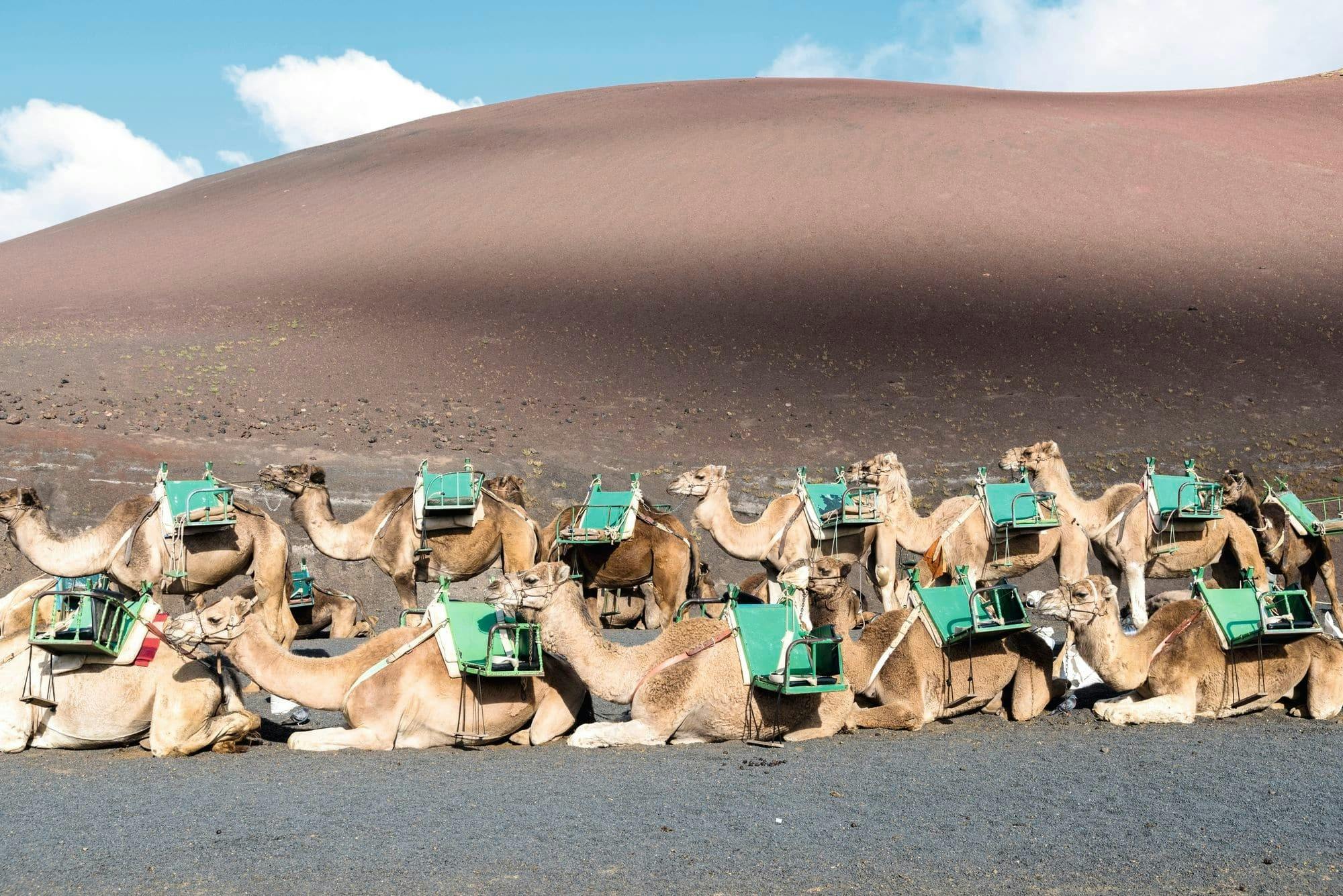 Camel Ride and Minivan Tour at Timanfaya National Park