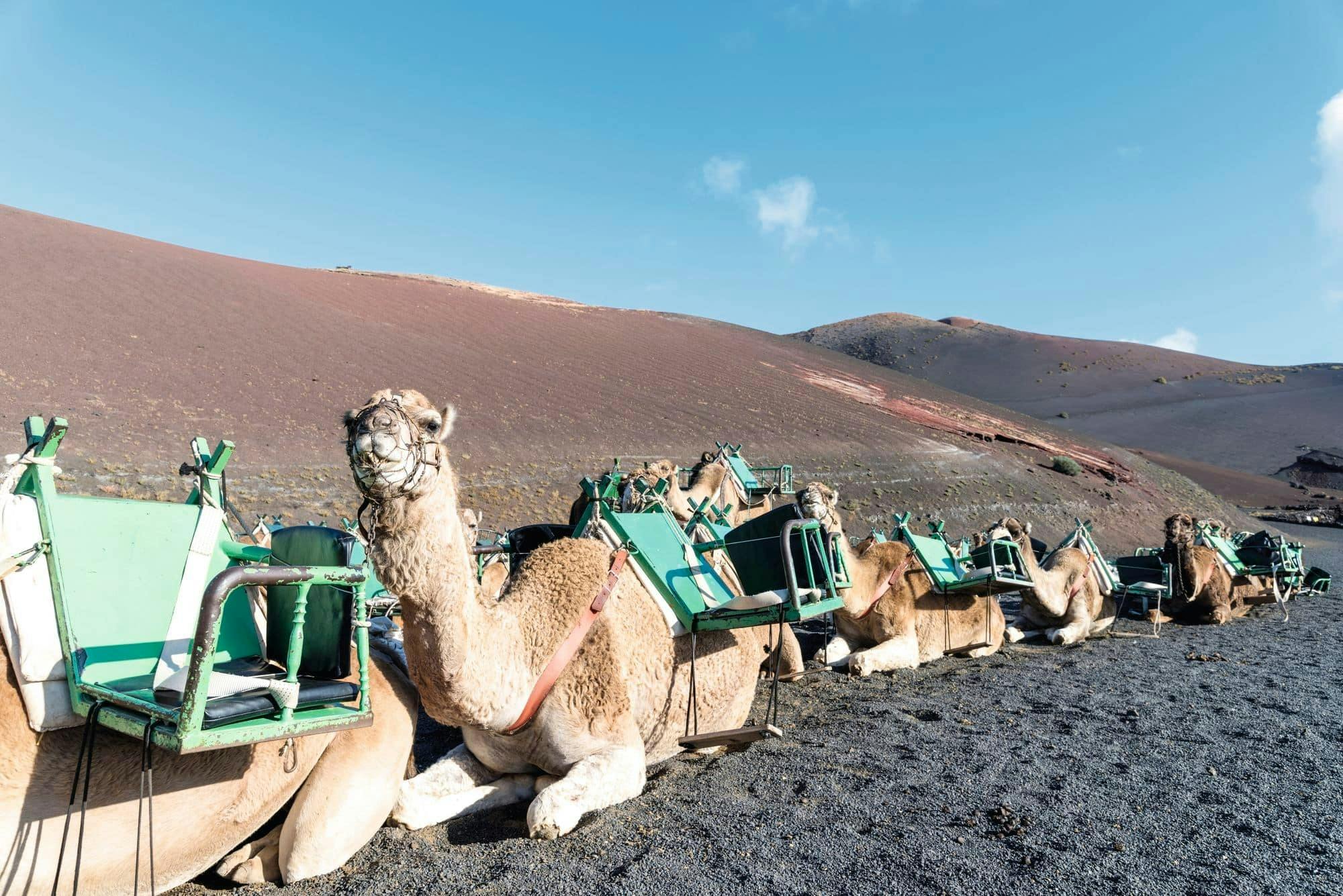 Camel Ride and Minivan Tour at Timanfaya National Park