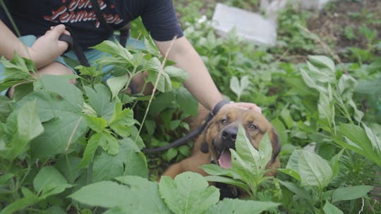 Prenditi cura dei cani da salvataggio a Seoul